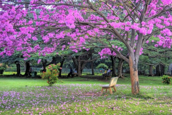 Cubbon Park 2